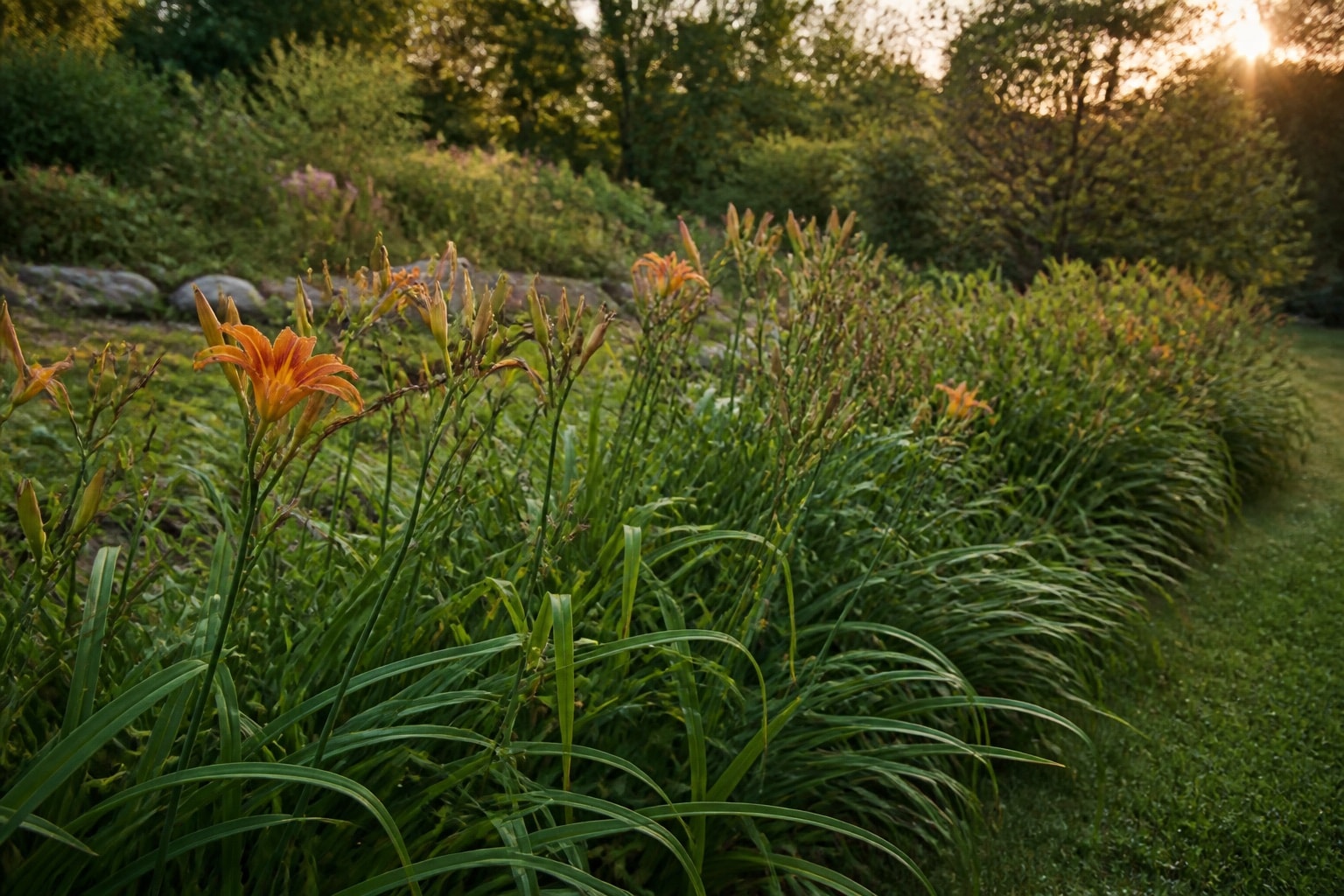 A healthy daylily border transitioning from bloom into late summer